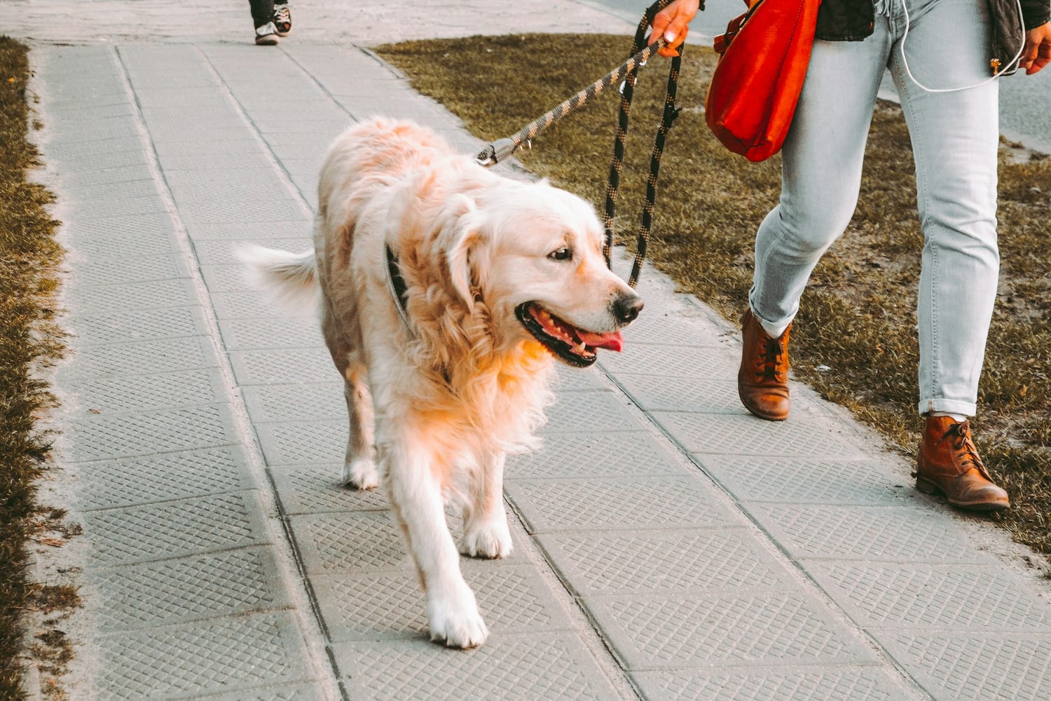 Una persona pasea un golden retriever por la acera; solo se ven sus piernas y el perro