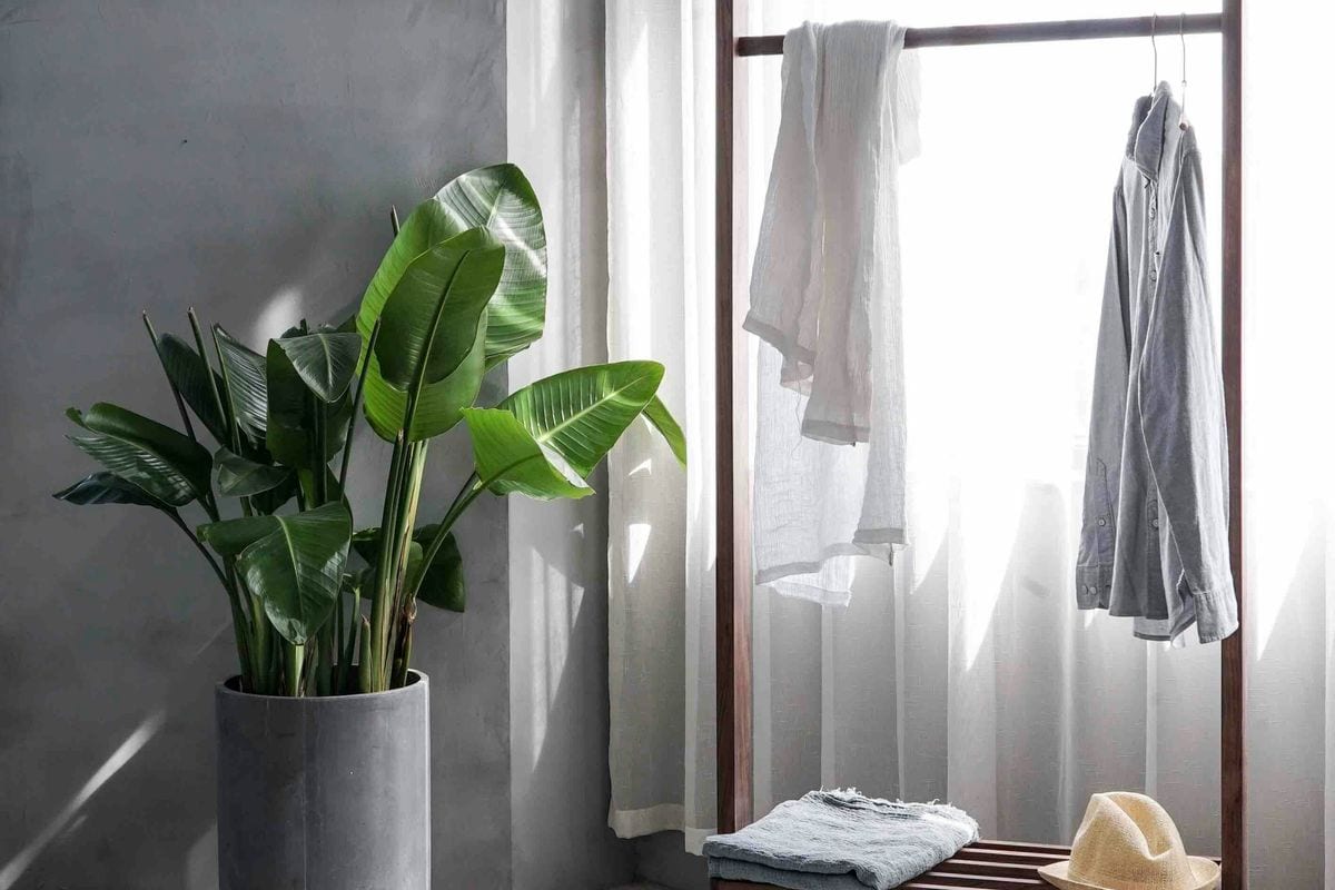 Camisa colgada en un perchero de madera junto a una ventana con cortina blanca y una planta