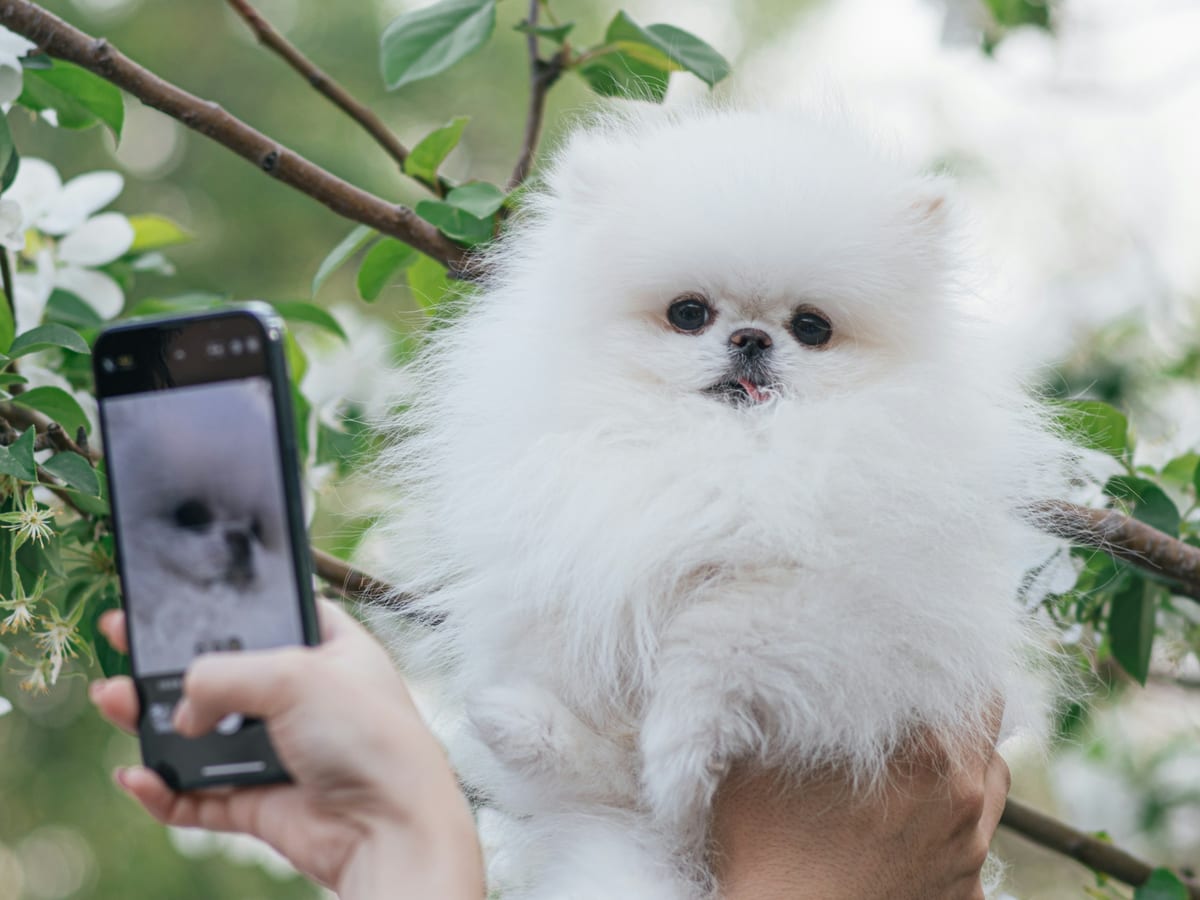 Manos sacando una foto con el móvil a un cachorro blanco entre ramas